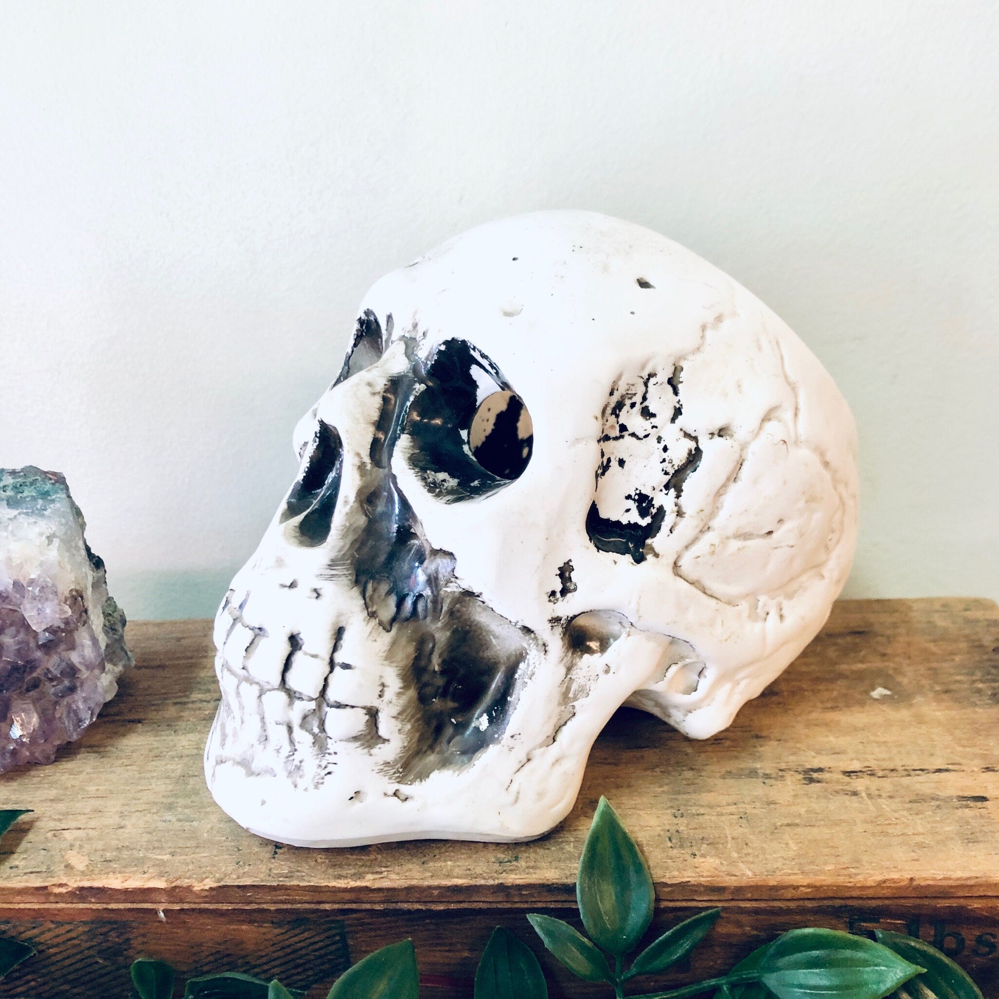 White ceramic skull planter with air plants, vintage home decor for Halloween or Gothic style