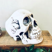 Vintage white skull planter with air plants, unique Halloween or gothic home decor