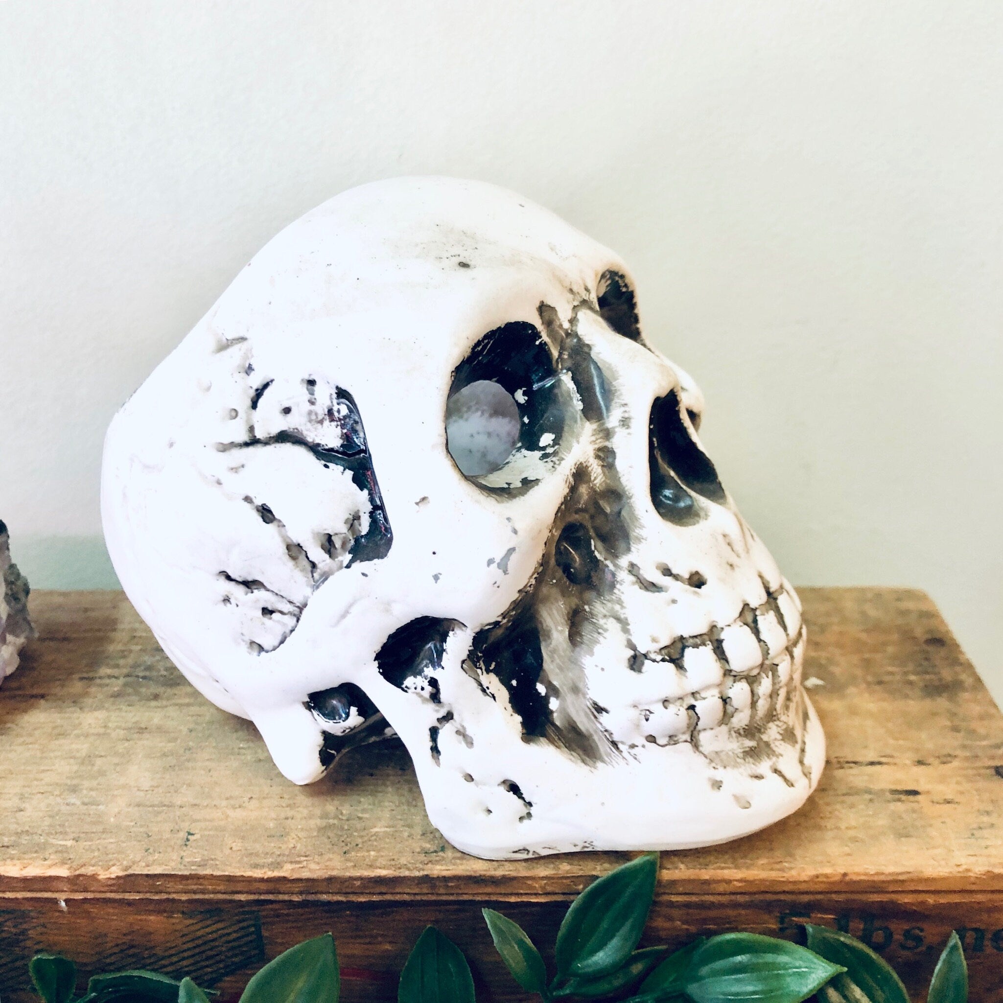 Vintage white skull planter with air plants, unique Halloween or gothic home decor