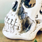 Vintage white skull planter with air plants, unique goth-style home decor for Halloween