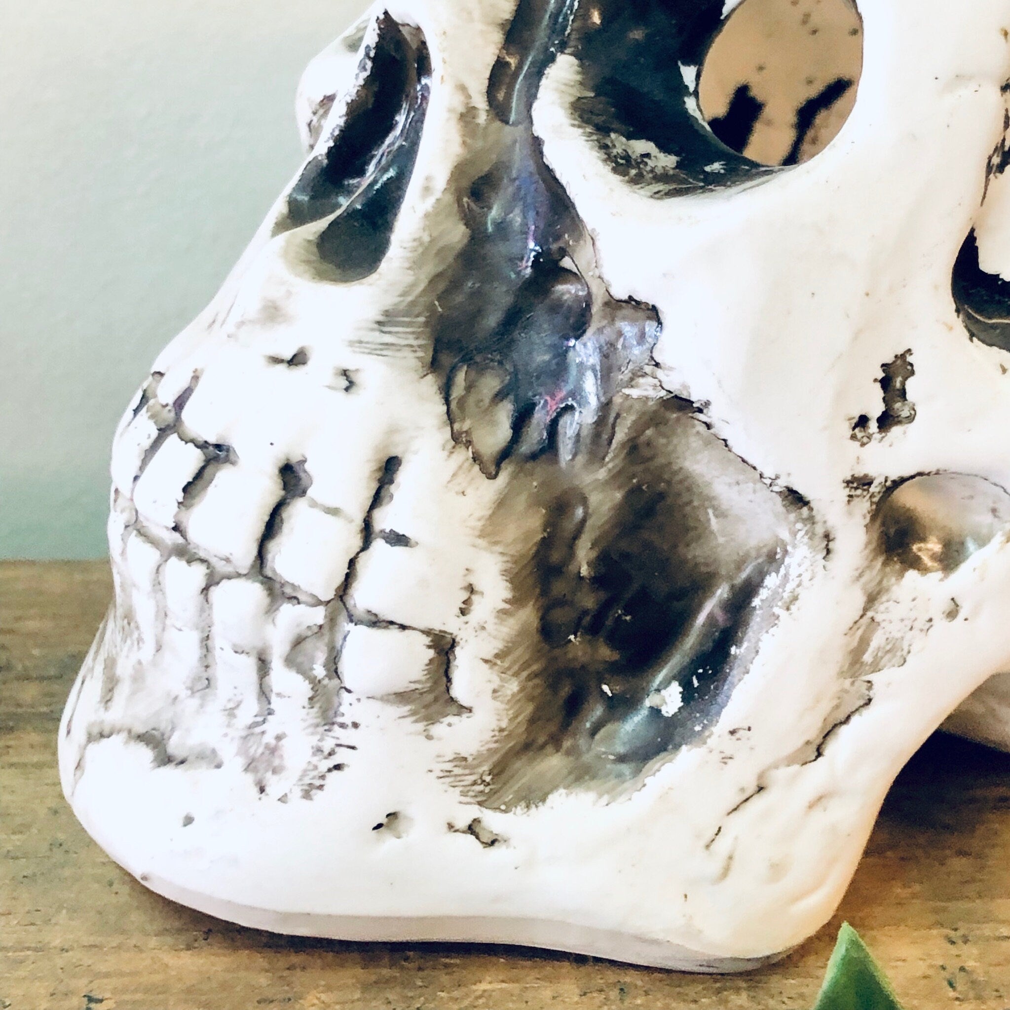 Vintage white skull planter with air plants, unique goth-style home decor for Halloween