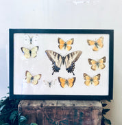 Vintage framed butterfly collection featuring various butterfly species mounted in a rustic wooden frame, a unique piece of entomology artwork and home decor.