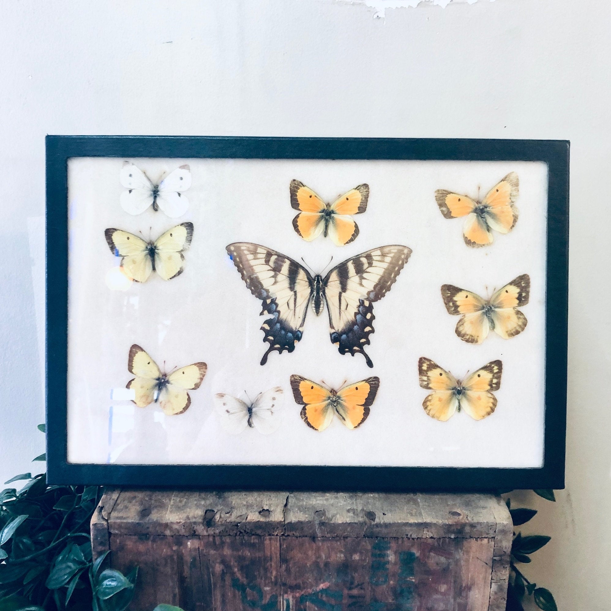 Vintage Framed Butterfly Collection, Entomology, Butterflies, Collection, Framed Butterflies, Art Work, Framed Art, Vintage Home Decor