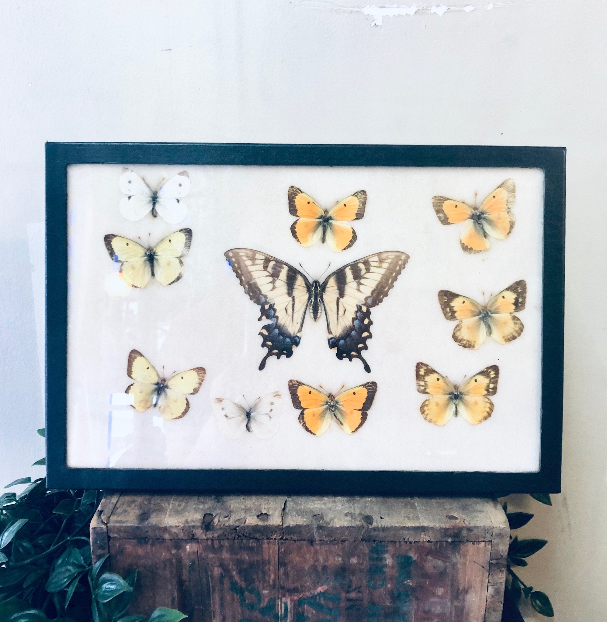 Vintage framed butterfly collection featuring various butterfly species mounted in a rustic wooden frame, a unique piece of entomology artwork and home decor.