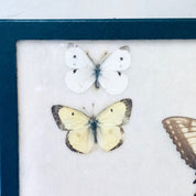 Vintage framed butterfly collection featuring two delicate white and yellow specimens artfully arranged and preserved in a deep blue frame, a beautiful piece of entomological artwork and home decor from a bygone era.