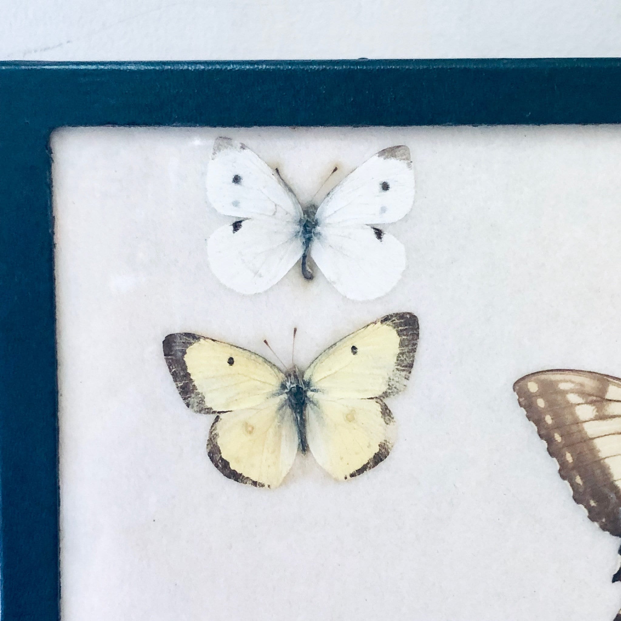 Vintage framed butterfly collection featuring two delicate white and yellow specimens artfully arranged and preserved in a deep blue frame, a beautiful piece of entomological artwork and home decor from a bygone era.