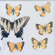 Vintage framed butterfly collection featuring colorful specimens like the Two-tailed Pasha and Orange Tip butterflies, preserved and displayed as decorative entomology artwork.