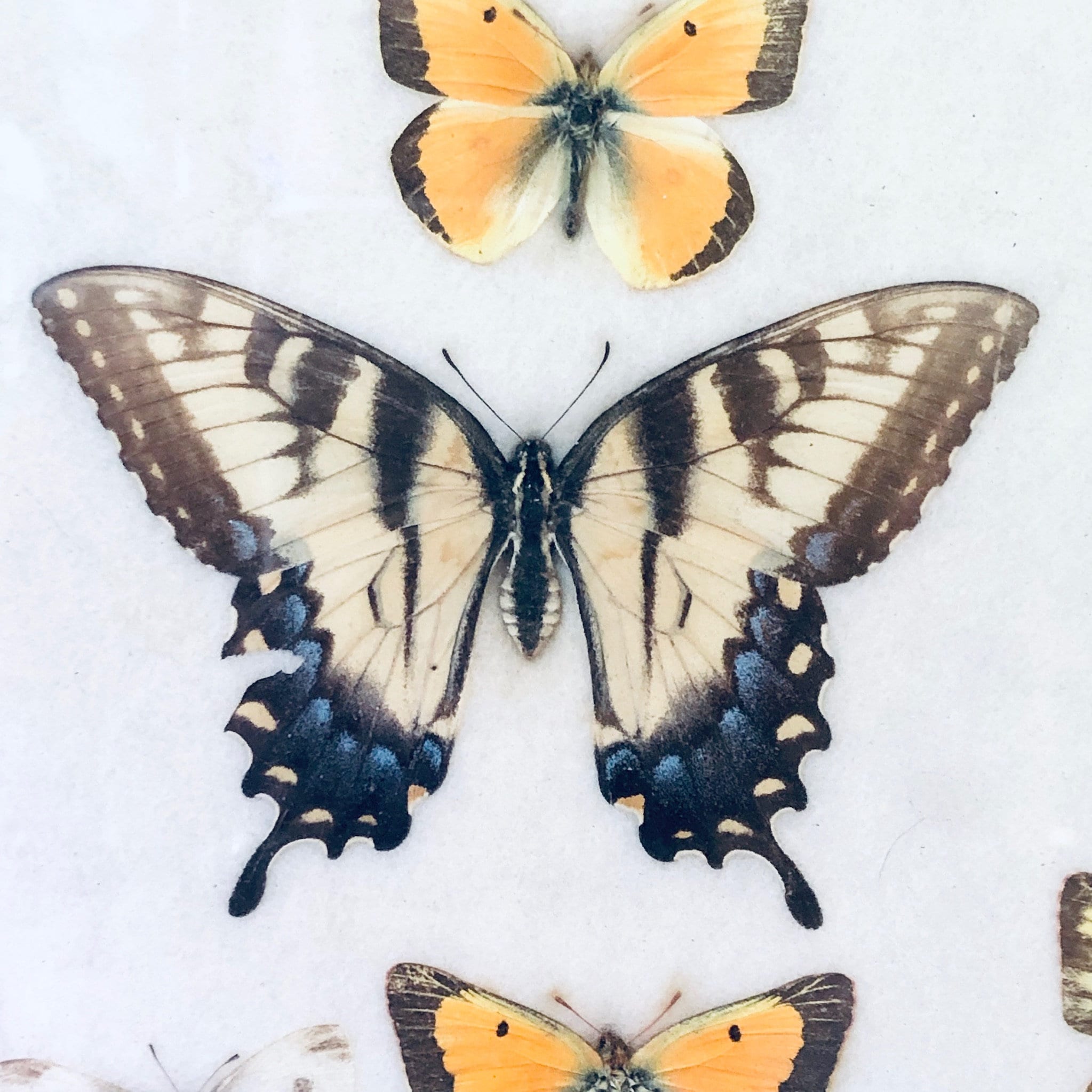 Vintage framed butterfly collection featuring colorful butterflies with intricate wing patterns, an entomology artwork displayed as framed art for vintage home decor.