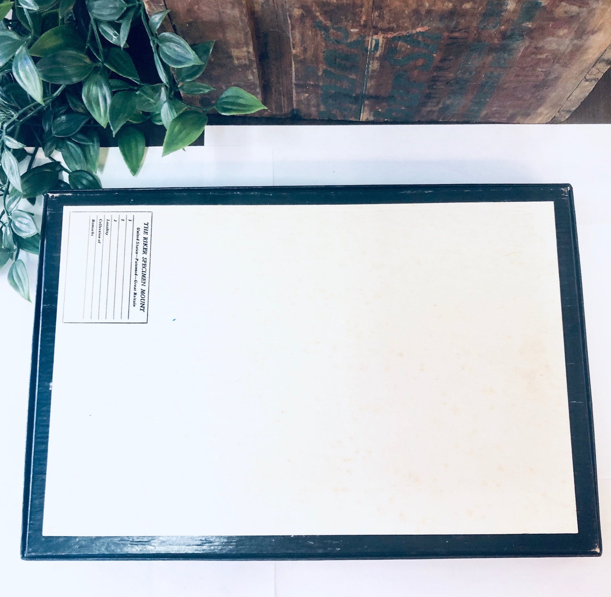 The image shows a wooden frame containing a white background with butterflies displayed within the frame. The frame is sitting on a wooden surface next to a potted plant with green leaves.