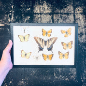 Vintage framed butterfly collection featuring various yellow and brown butterflies artfully arranged and mounted in a distressed wooden frame, a beautiful piece of entomology artwork and unique home decor.