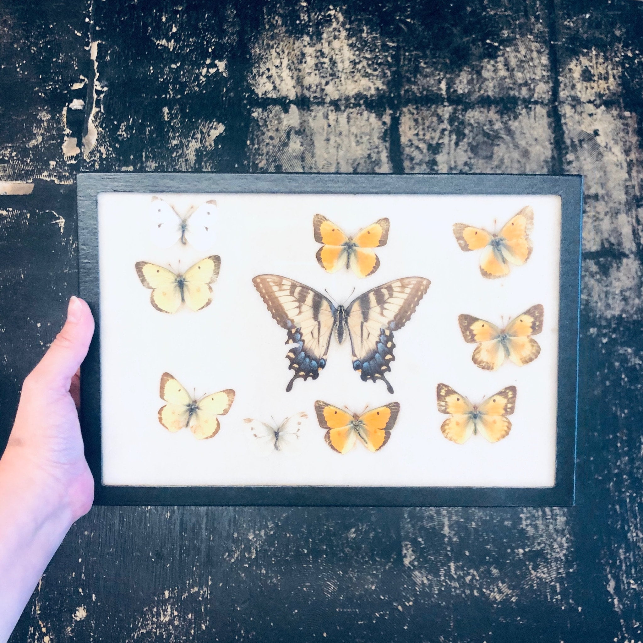 Vintage framed butterfly collection featuring various yellow and brown butterflies artfully arranged and mounted in a distressed wooden frame, a beautiful piece of entomology artwork and unique home decor.