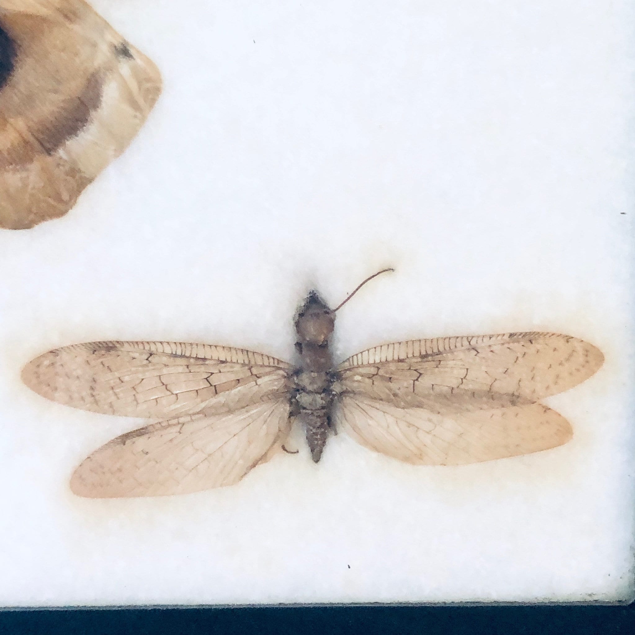 Vintage Framed Art, Entomology, Butterfly Display, Butterfly Collection, Moth Collection, Unique Decor, Vintage Home Decor, Wall Art, Fly