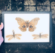 Vintage Framed Art, Entomology, Butterfly Display, Butterfly Collection, Moth Collection, Unique Decor, Vintage Home Decor, Wall Art, Fly