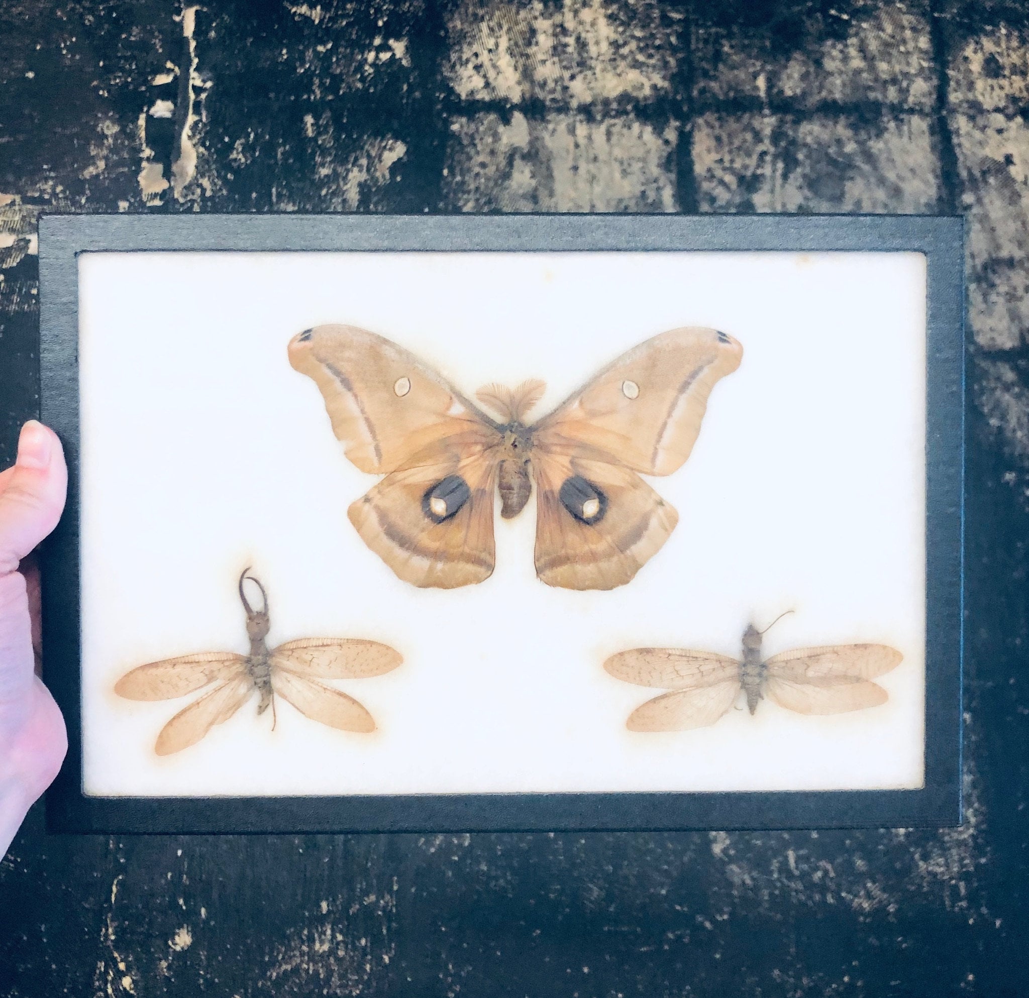 Vintage Framed Art, Entomology, Butterfly Display, Butterfly Collection, Moth Collection, Unique Decor, Vintage Home Decor, Wall Art, Fly