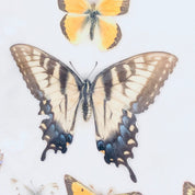 Vintage framed butterfly collection featuring colorful specimens with intricate wing patterns, a beautiful piece of entomology artwork and home decor.
