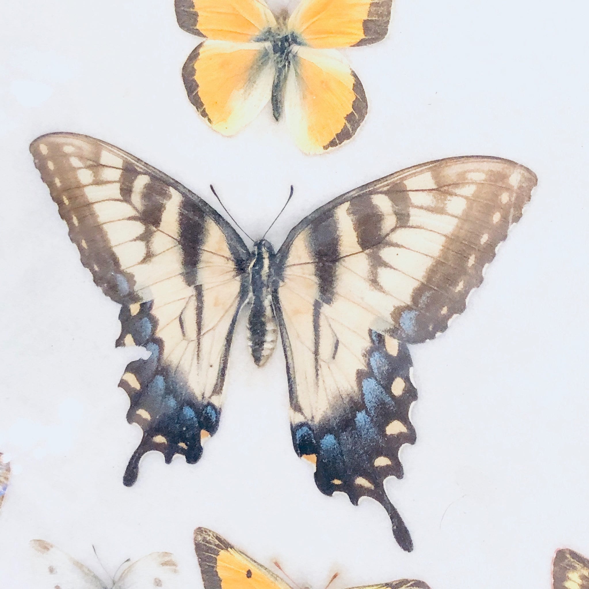 Vintage framed butterfly collection featuring colorful specimens with intricate wing patterns, a beautiful piece of entomology artwork and home decor.