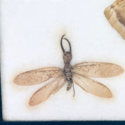 Vintage Framed Art, Entomology, Butterfly Display, Butterfly Collection, Moth Collection, Unique Decor, Vintage Home Decor, Wall Art, Fly