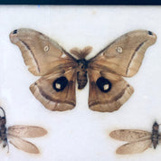 Vintage Framed Art, Entomology, Butterfly Display, Butterfly Collection, Moth Collection, Unique Decor, Vintage Home Decor, Wall Art, Fly
