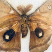 Vintage Framed Art, Entomology, Butterfly Display, Butterfly Collection, Moth Collection, Unique Decor, Vintage Home Decor, Wall Art, Fly