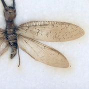 Vintage Framed Art, Entomology, Butterfly Display, Butterfly Collection, Moth Collection, Unique Decor, Vintage Home Decor, Wall Art, Fly