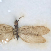 Vintage Framed Art, Entomology, Butterfly Display, Butterfly Collection, Moth Collection, Unique Decor, Vintage Home Decor, Wall Art, Fly