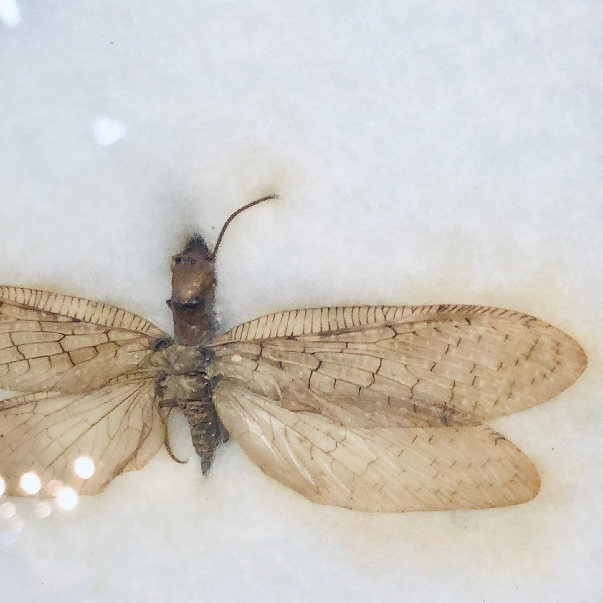 Vintage Framed Art, Entomology, Butterfly Display, Butterfly Collection, Moth Collection, Unique Decor, Vintage Home Decor, Wall Art, Fly