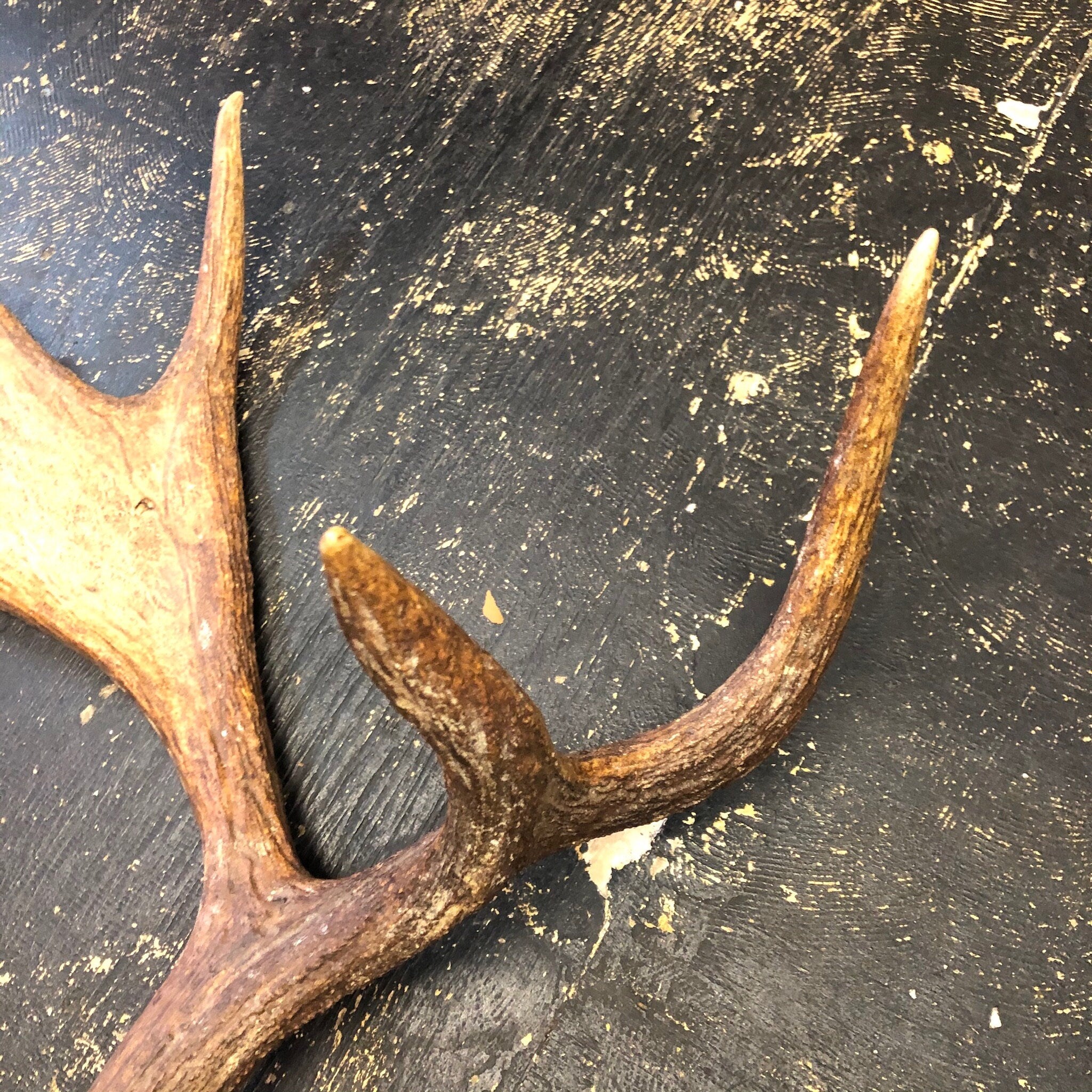 Pair of Moose Antlers, Moose Sheds, Antlers, Taxidermy, Extra Large Antlers, Large Sheds, Home Decor, Two Antlers, Large Moose, Cabin Decor