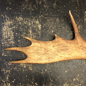Pair of Moose Antlers, Moose Sheds, Antlers, Taxidermy, Extra Large Antlers, Large Sheds, Home Decor, Two Antlers, Large Moose, Cabin Decor