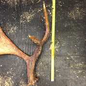 Pair of Moose Antlers, Moose Sheds, Antlers, Taxidermy, Extra Large Antlers, Large Sheds, Home Decor, Two Antlers, Large Moose, Cabin Decor
