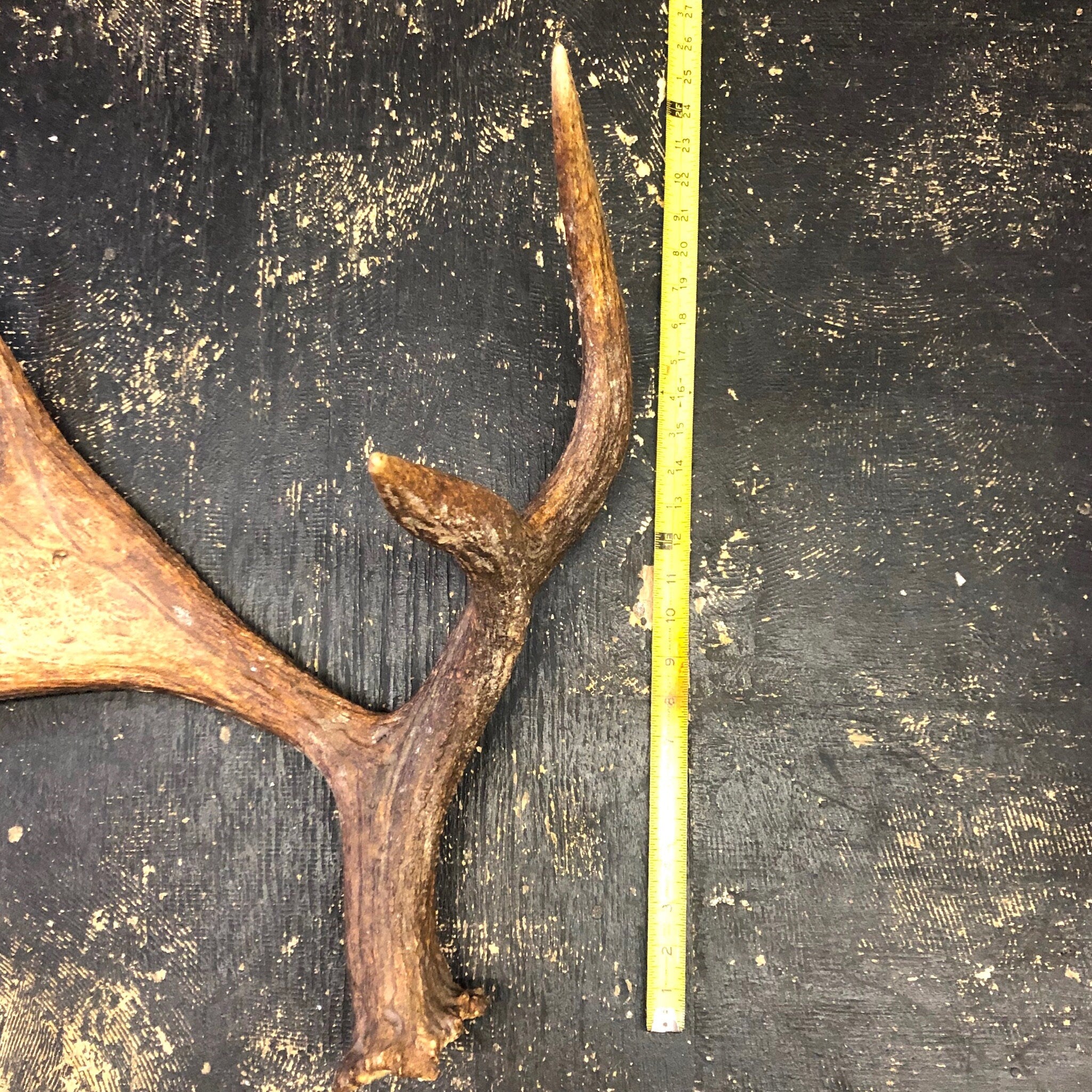 Pair of Moose Antlers, Moose Sheds, Antlers, Taxidermy, Extra Large Antlers, Large Sheds, Home Decor, Two Antlers, Large Moose, Cabin Decor