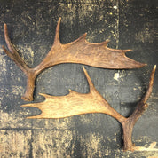 Pair of Moose Antlers, Moose Sheds, Antlers, Taxidermy, Extra Large Antlers, Large Sheds, Home Decor, Two Antlers, Large Moose, Cabin Decor