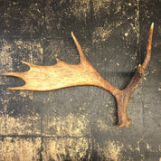 Pair of Moose Antlers, Moose Sheds, Antlers, Taxidermy, Extra Large Antlers, Large Sheds, Home Decor, Two Antlers, Large Moose, Cabin Decor