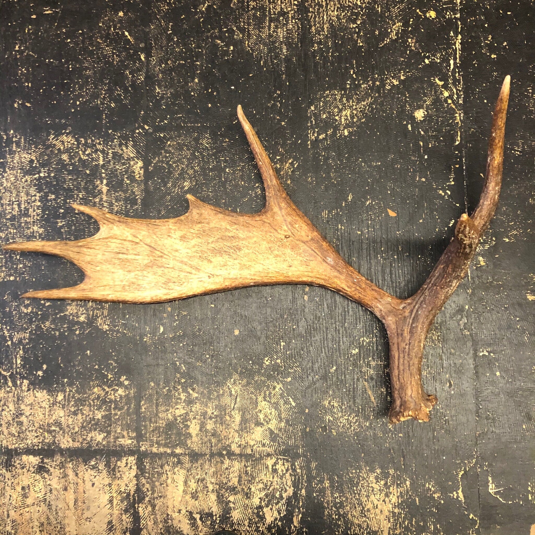 Pair of Moose Antlers, Moose Sheds, Antlers, Taxidermy, Extra Large Antlers, Large Sheds, Home Decor, Two Antlers, Large Moose, Cabin Decor