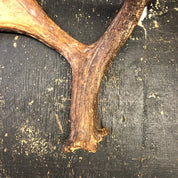 Pair of Moose Antlers, Moose Sheds, Antlers, Taxidermy, Extra Large Antlers, Large Sheds, Home Decor, Two Antlers, Large Moose, Cabin Decor