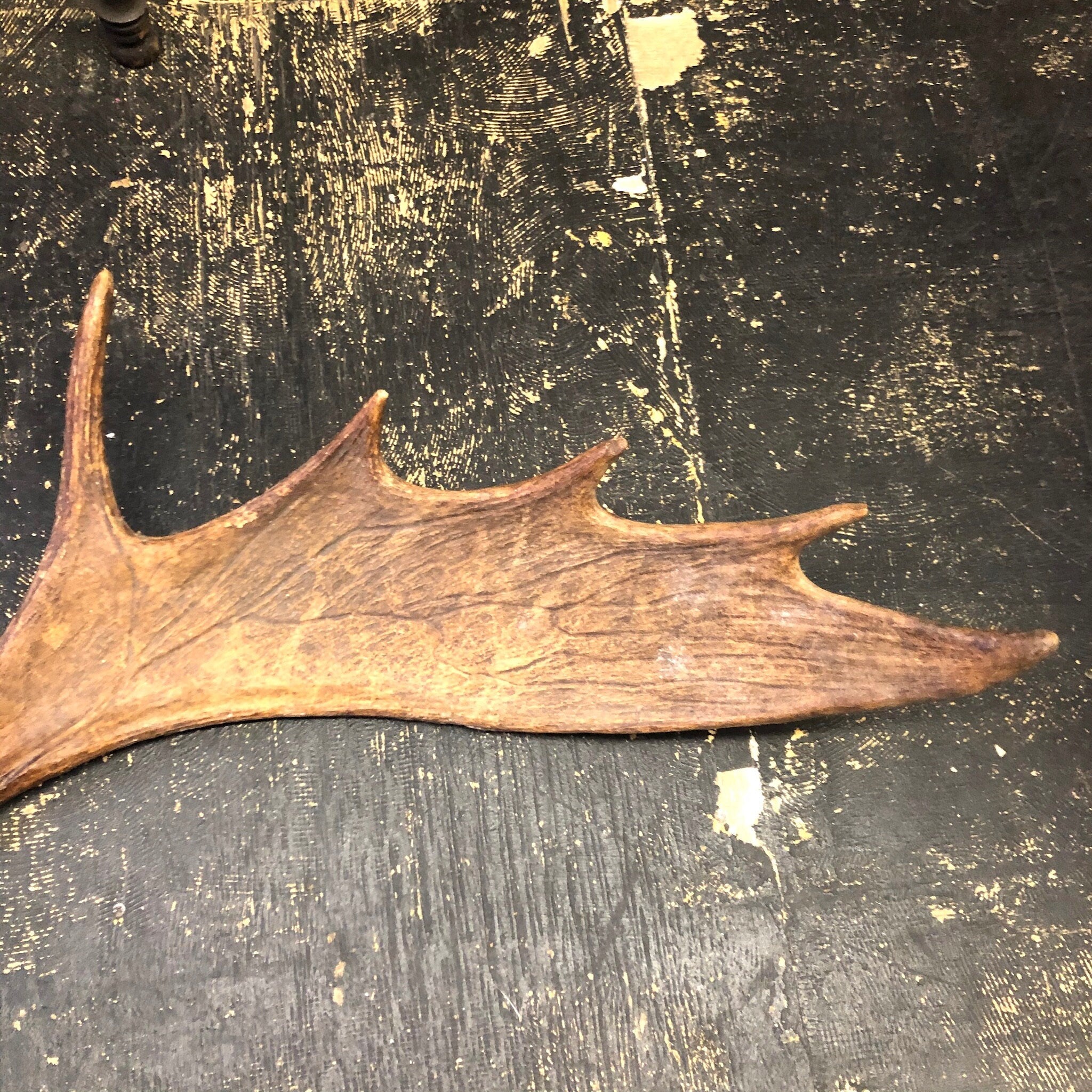 Pair of Moose Antlers, Moose Sheds, Antlers, Taxidermy, Extra Large Antlers, Large Sheds, Home Decor, Two Antlers, Large Moose, Cabin Decor