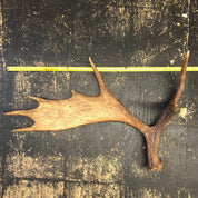 Pair of Moose Antlers, Moose Sheds, Antlers, Taxidermy, Extra Large Antlers, Large Sheds, Home Decor, Two Antlers, Large Moose, Cabin Decor