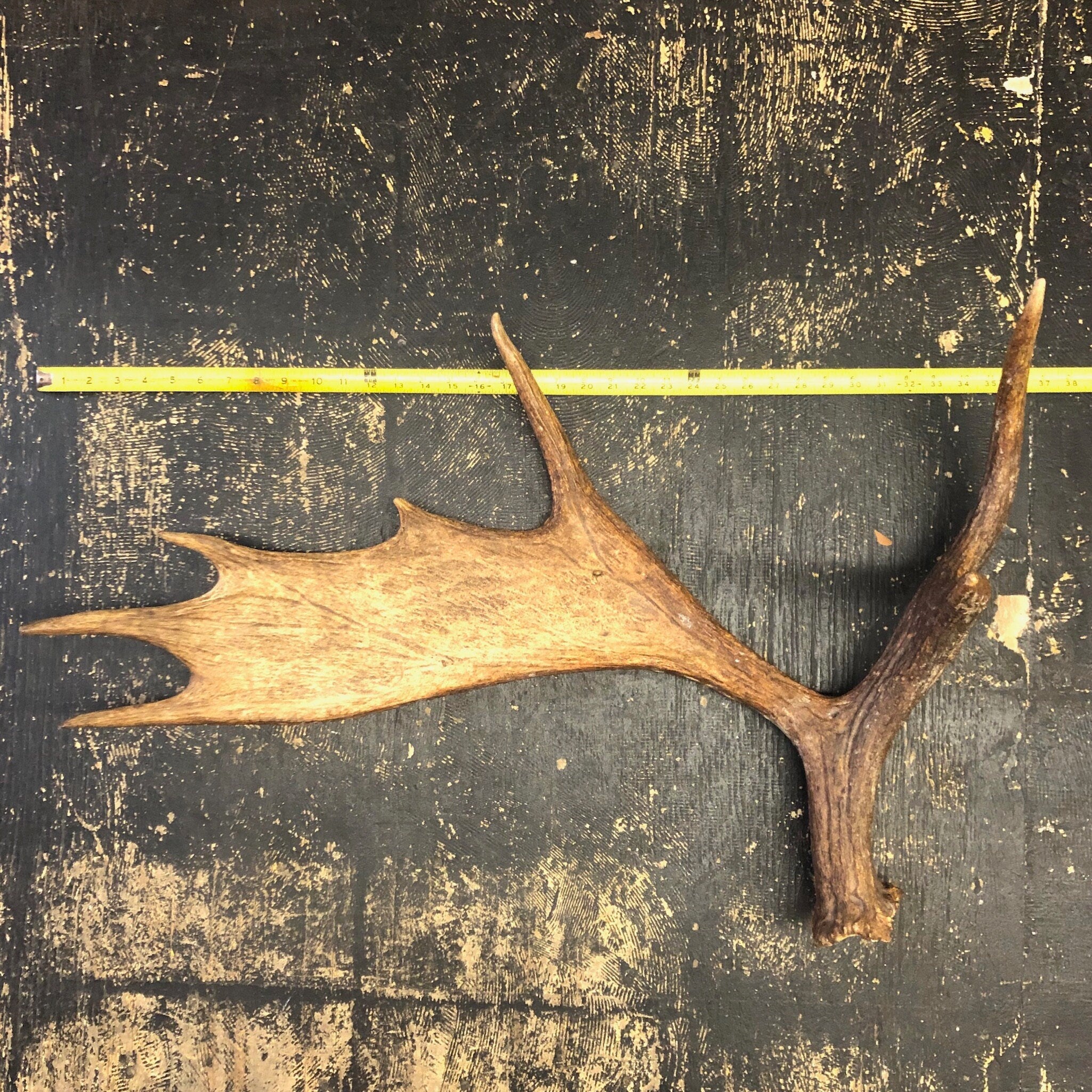 Pair of Moose Antlers, Moose Sheds, Antlers, Taxidermy, Extra Large Antlers, Large Sheds, Home Decor, Two Antlers, Large Moose, Cabin Decor