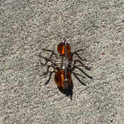 Vintage Sterling Silver Amber Insect Pin, Small Ant/Spider/Bug Brooch, Polished Amber Beads, Cute Jacket Pin, 925 Accessories, 28mm