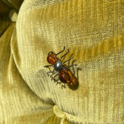 Vintage Sterling Silver Amber Insect Pin, Small Ant/Spider/Bug Brooch, Polished Amber Beads, Cute Jacket Pin, 925 Accessories, 28mm