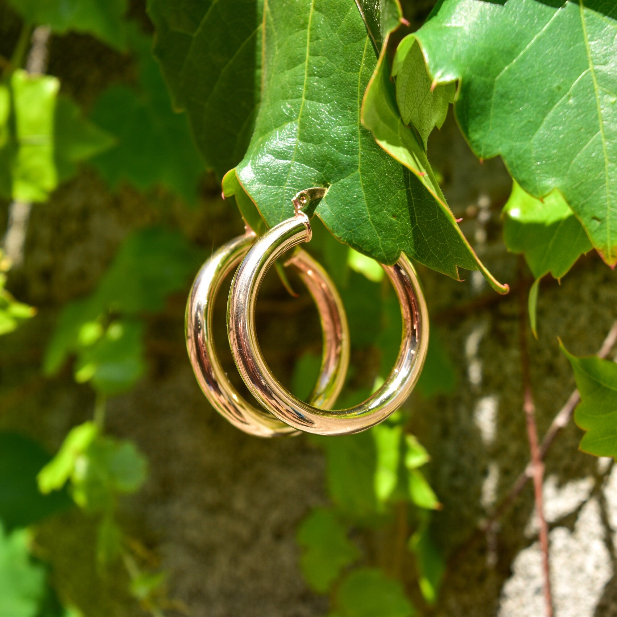 10K yellow gold plated medium tube hoop earrings, 38mm in diameter, hanging from green leaves on a tree branch